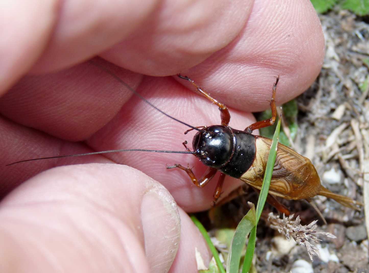 Grillo colorato - Gryllus bimaculatus ?